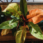 livingscape beautiful houseplant