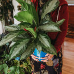 livingscape chinese evergreen