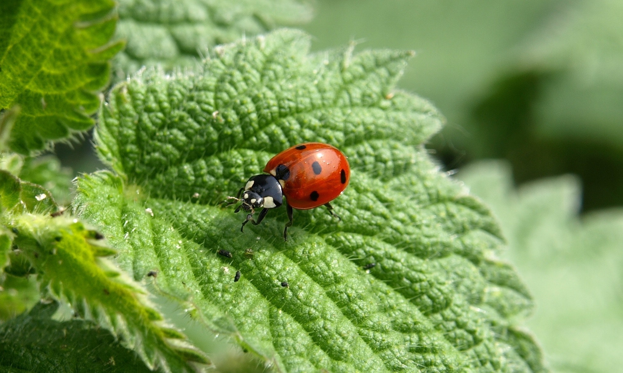 real purple ladybugs